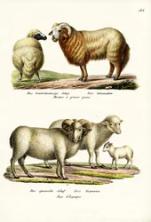 Vetstaartschapen, 1824